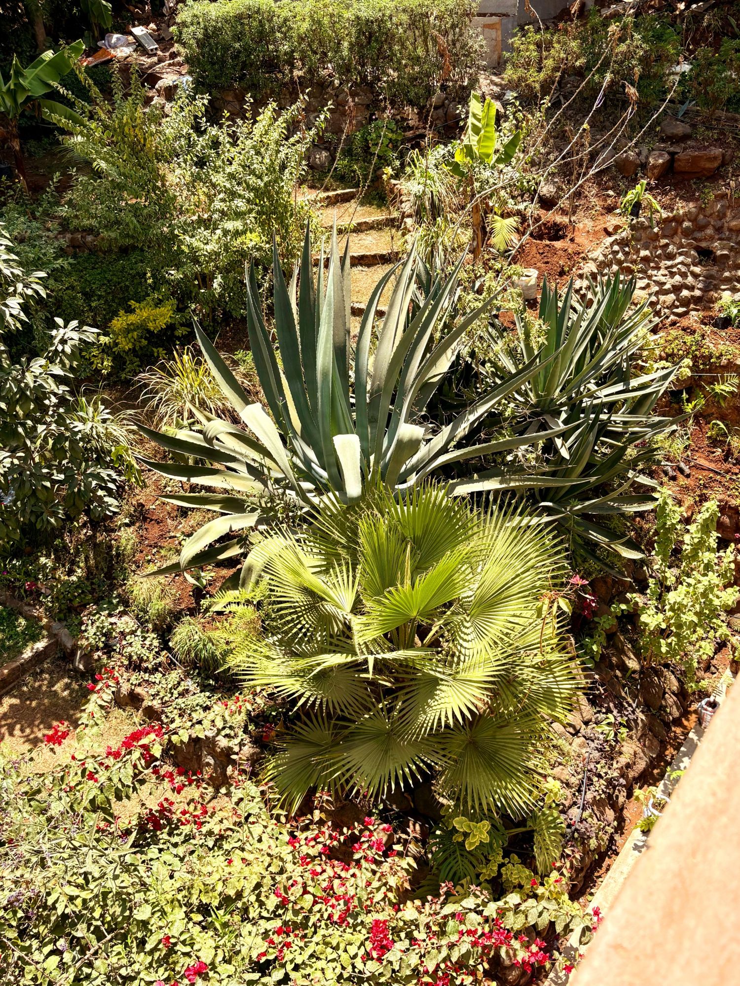 Garten mit Agaven